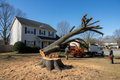 Professional Tree Services